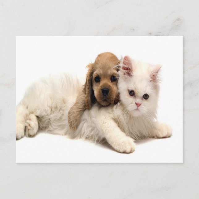 cute dog and cat postcard (Front)