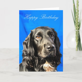 Cute Dog Birthday Card