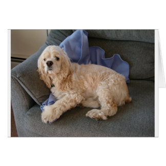 Cute Dog Cards