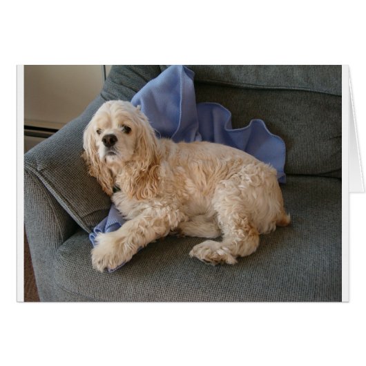 Cute Dog Cards (Front Horizontal)