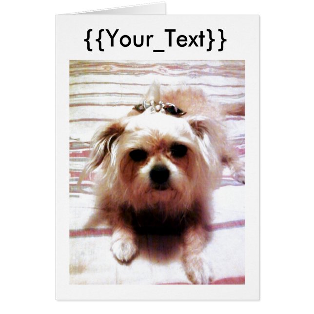 Cute Dog Cards (Front)