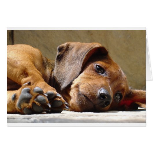 Cute dog cards (Front Horizontal)