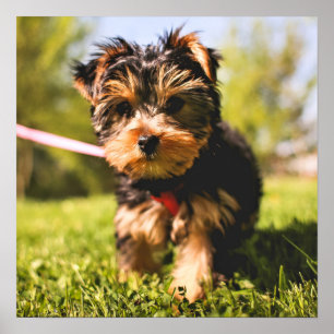 Cute Dog Close-Up Poster