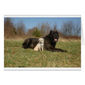 Cute Dog Couple (Front Horizontal)