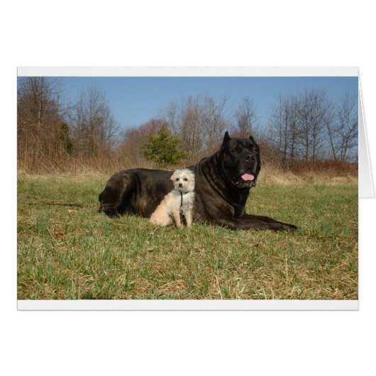 Cute Dog Couple Cards (Front Horizontal)