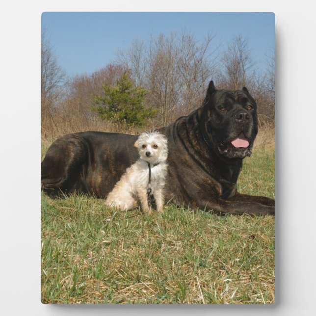 Cute Dog Couple Plaque (Front)
