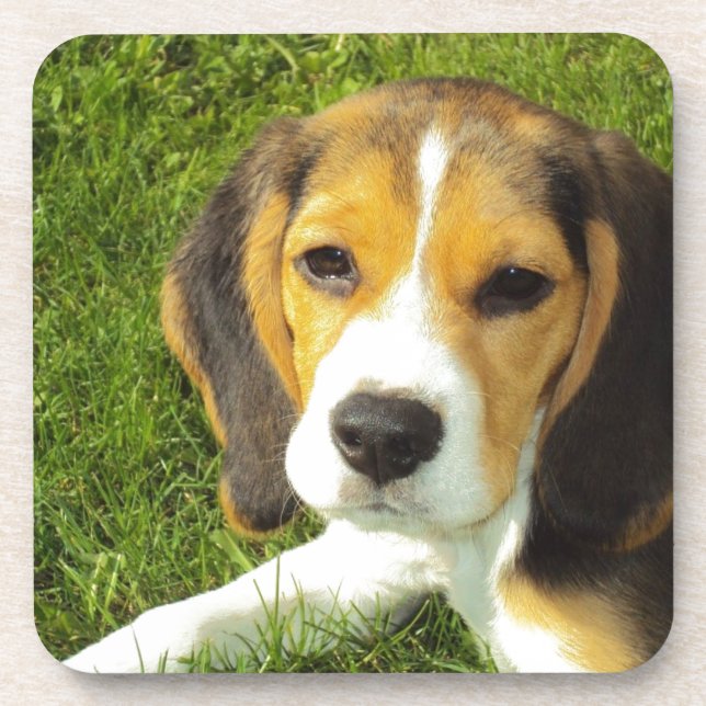 Cute Dog Drink Coaster (Front)