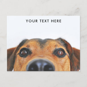 Cute Dog Face Peeking Postcard