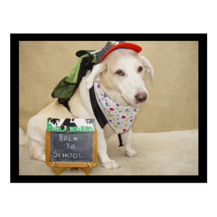 Cute Dog Funny Back to School Post Card