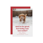 Cute Dog Funny Pet Photo Christmas