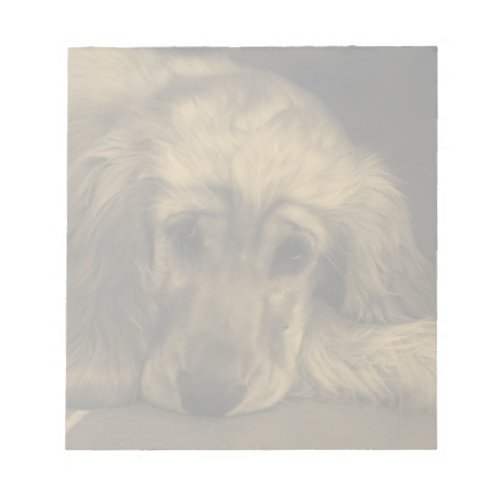 Cute Dog _ Golden Retriever laying down Notepad