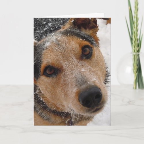 Cute Dog Graduate Congratulations Graduation