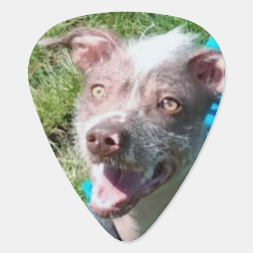 Cute Dog Guitar Pick