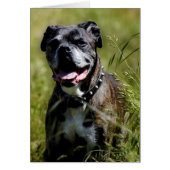 Cute dog in grass (Front)