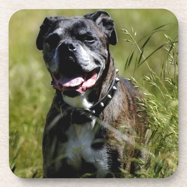 Cute dog in grass drink coaster (Front)