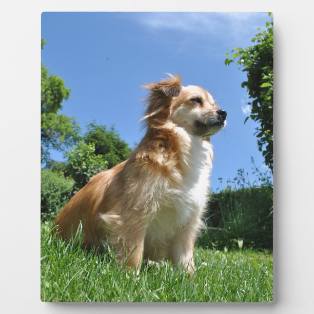 Cute dog in grass plaque (Front)