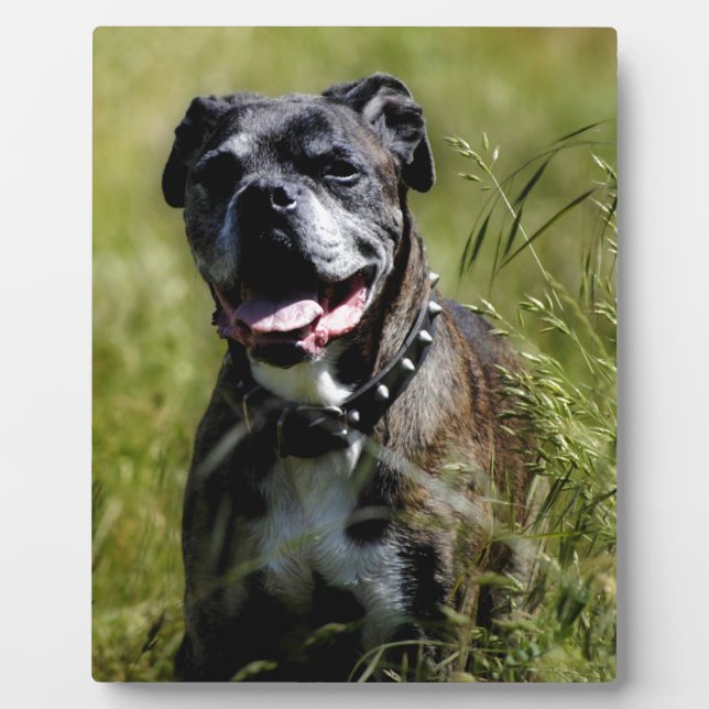 Cute dog in grass plaque (Front)