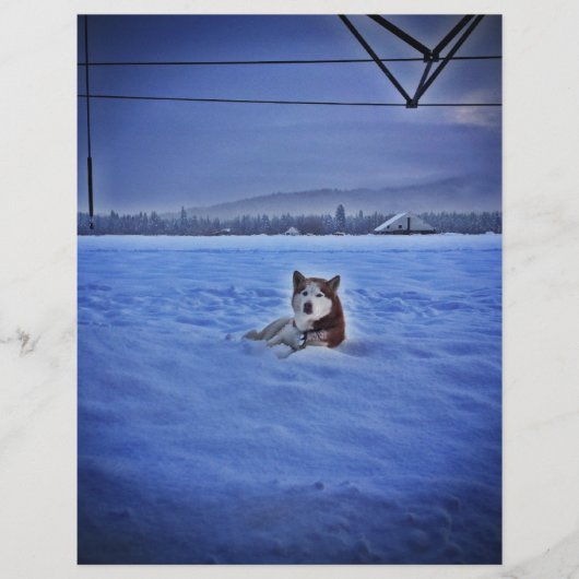 cute dog in snow (Front)