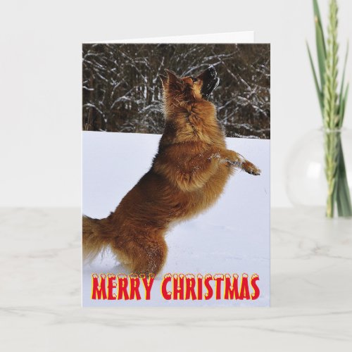 Cute dog in the snow Christmas Card