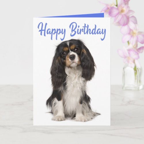 Cute Dog King Charles Cavalier Spaniel Birthday Card