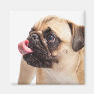 Cute Dog magnet 1