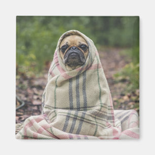 Cute Dog magnet 2