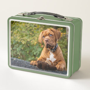 Cute Dog Metal Lunch Box