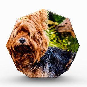 Cute Dog Pet Yorkie Peace Love Destiny Fun Art Acrylic Award