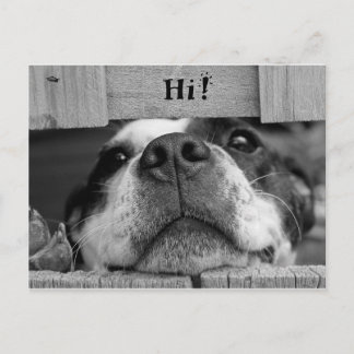 Cute Dog Postcard