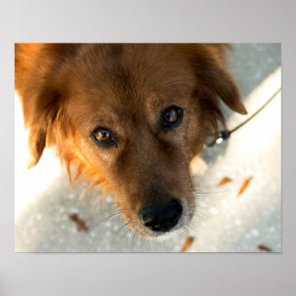 Cute Dog Poster