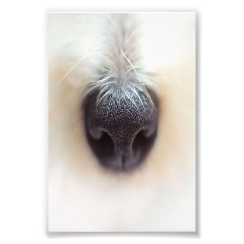 cute dog puppy nose photo print