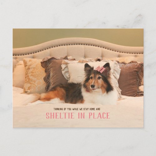 Cute Dog Shelter in Place  Sheltie Postcard