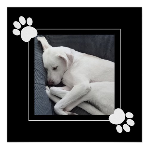 Cute Dog Single 1 Photo Black and Whitte Paws  Poster