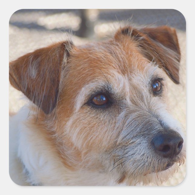 Cute dog square sticker (Front)