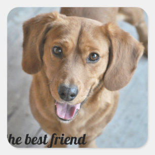 Cute Dog Square Sticker