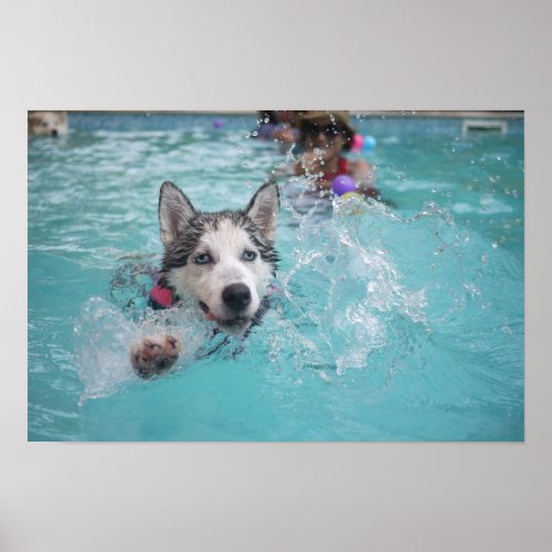 Cute dog swimming in pool poster