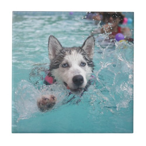 Cute dog swimming in pool tile