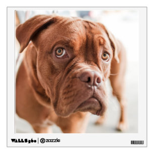 Cute Dog wall decal 11
