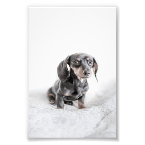 Cute Dog Wallpaper Photo Print