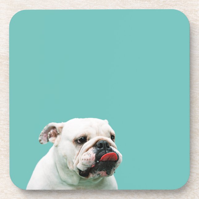 Cute dog white Bulldog Beverage Coaster (Front)