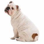 Cute dog white bulldog cutout<br><div class="desc">Bulldog Photo Sculpture Key Chain</div>