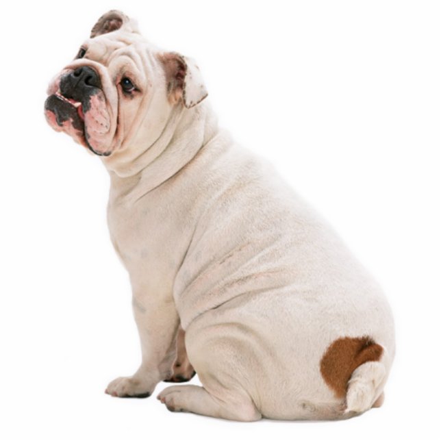 Cute dog white bulldog cutout (Front)
