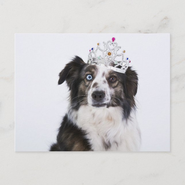Cute Dog with a Crown Postcard (Front)