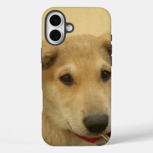 Cute Dogs and Puppies Mans second Best Friend. iPhone 16 Plus Case