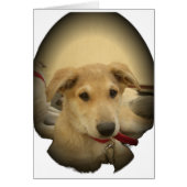 Cute Dogs and Puppies Mans second Best Friend.png (Front)