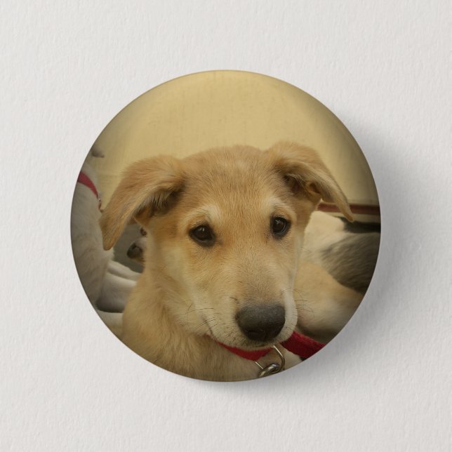 Cute Dogs and Puppies Mans second Best Friend.png Pinback Button (Front)