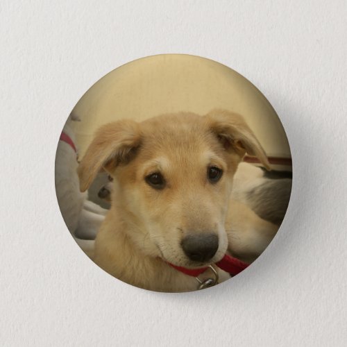 Cute Dogs and Puppies Mans second Best Friendpng Pinback Button