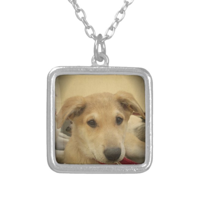 Cute Dogs and Puppies Mans second Best Friend.png Silver Plated Necklace (Front)