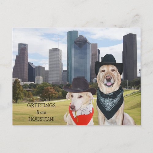 Cute DogsLab Greetings from Houston Postcard