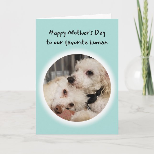 Cute Dogs You're My Favorite Human Mother's Day Card (Front)